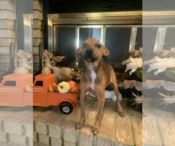 Medium Photo #4 Chipin Puppy For Sale in Wakefield, RI, USA