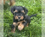 Puppy Pip Yorkshire Terrier