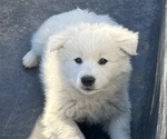 Puppy Puppy 5 American Eskimo Dog (Toy)-Border-Aussie Mix