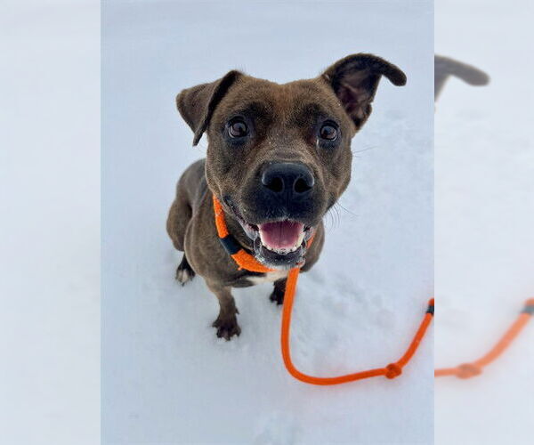 Medium Photo #2 Labrador Retriever-Unknown Mix Puppy For Sale in Forestville, MD, USA