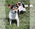 Small #3 Rat Terrier Mix