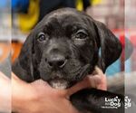 Small #3 Labrador Retriever Mix