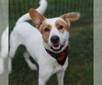 XIAO - Male Labrador Retriever-Unknown Mix Dog for Adoption - Small photo