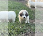 Small #9 Great Pyrenees