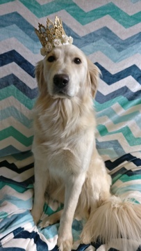 Medium Photo #1 Golden Retriever Puppy For Sale in WAUKESHA, WI, USA