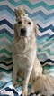 Small Photo #1 Golden Retriever Puppy For Sale in WAUKESHA, WI, USA