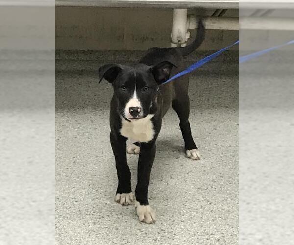 Medium Photo #1 Labrador Retriever-Unknown Mix Puppy For Sale in Conroe, TX, USA