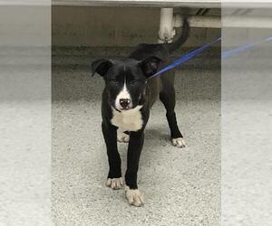 Labrador Retriever-Unknown Mix Dogs for adoption in Conroe, TX, USA