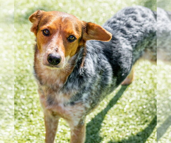 Medium Photo #2 Mutt Puppy For Sale in Hilton Head, SC, USA
