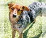 Small #1 Mutt