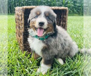 Bernedoodle (Miniature) Puppy for sale in GORDONVILLE, PA, USA