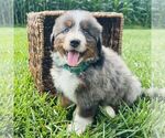 Small Bernedoodle (Miniature)
