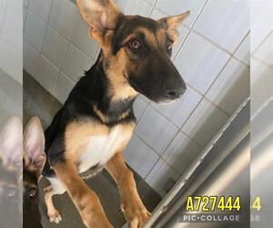 German Shepherd Dog Dogs for adoption in San Antonio, TX, USA