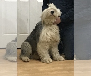 Father of the Old English Sheepdog puppies born on 12/01/2019