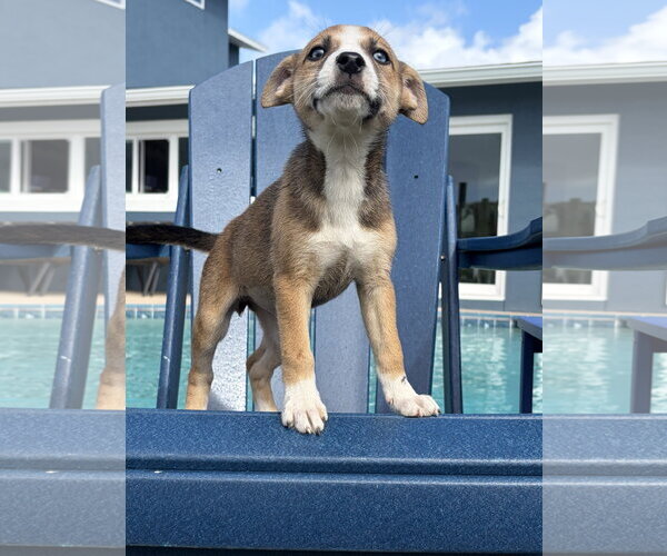 Medium Photo #1 Mutt Puppy For Sale in Royal Palm Beach, FL, USA