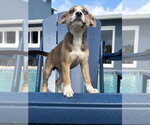 Bubbly* - Female Mutt Dog for Adoption - Small photo