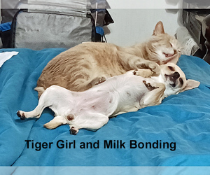 Mother of the Chihuahua puppies born on 05/18/2025
