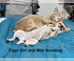 Small Photo #1 Chihuahua Puppy For Sale in BELLE FOURCHE, SD, USA