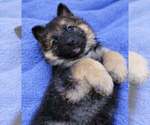 Puppy Blue collar German Shepherd Dog