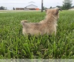Small #12 Cairn Terrier