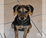 Small #5 Labrador Retriever Mix