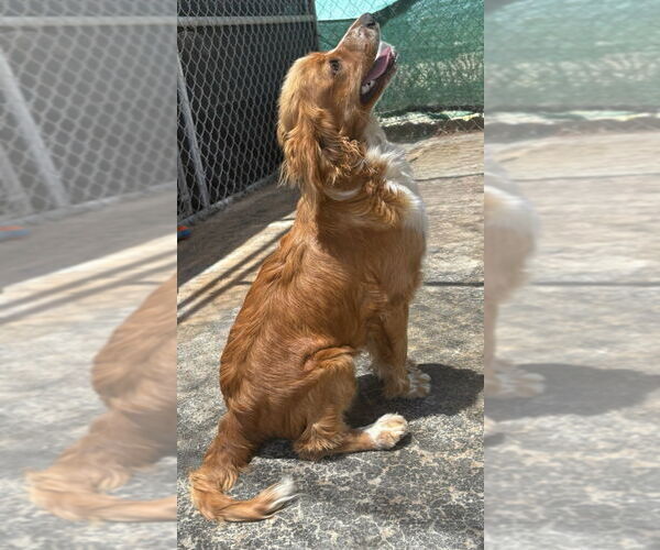 Medium Photo #1 Cavalier King Charles Spaniel-Unknown Mix Puppy For Sale in Apple Valley, CA, USA