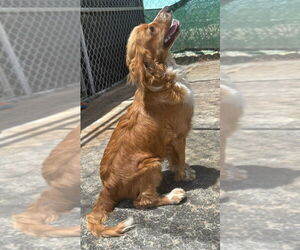 Cavalier King Charles Spaniel-Unknown Mix Dogs for adoption in Apple Valley, CA, USA