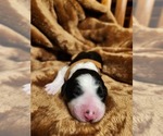 Small #2 Sheepadoodle