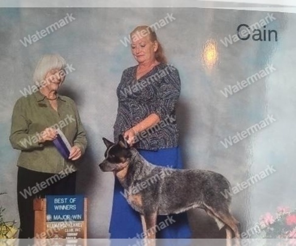 Medium Photo #4 Australian Cattle Dog Puppy For Sale in WINGATE, NC, USA