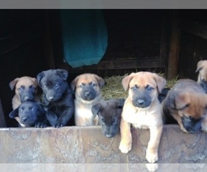 Belgian Malinois-Labrador Retriever Mix Puppy for sale in MERLIN, OR, USA