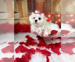 Maltese Puppy for sale in RIPLEY, MS, USA