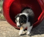 Small #4 Miniature American Shepherd