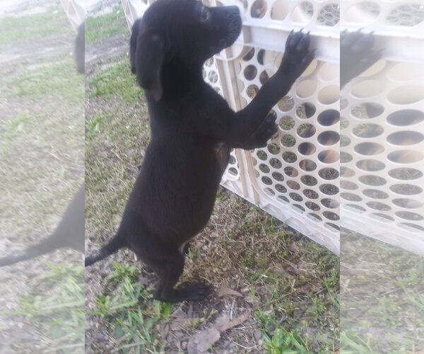 Medium Photo #8 Border Collie-Catahoula Leopard Dog Mix Puppy For Sale in Oakhurst, NJ, USA