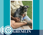 Small #2 Shih Tzu Mix
