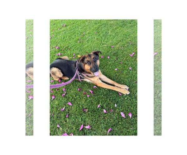 Medium Photo #5 German Shepherd Dog-Unknown Mix Puppy For Sale in Huntington Beach, CA, USA
