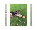Small #4 German Shepherd Dog Mix