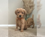 Small Photo #4 Golden Retriever Puppy For Sale in WOODLAND, CA, USA