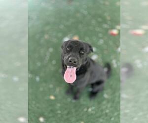 Labrador Retriever Dogs for adoption in Chula Vista, CA, USA