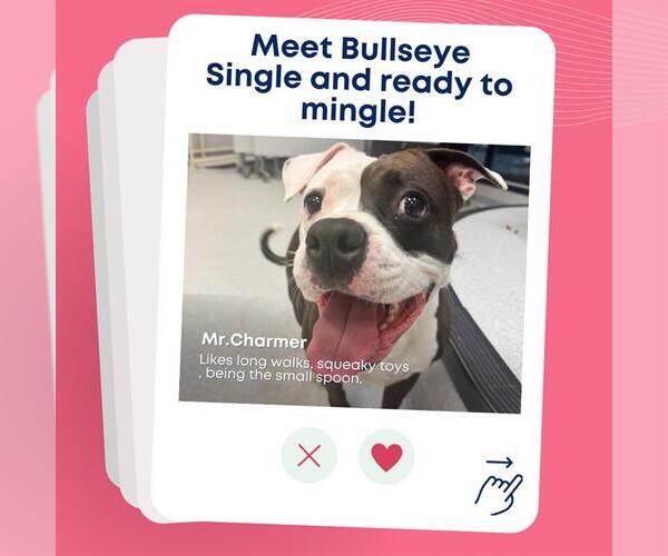 Medium Photo #2 American Bulldog Puppy For Sale in Toronto, Ontario, Canada