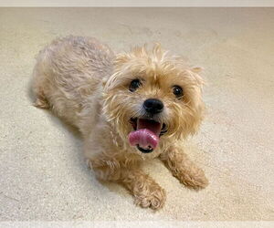 Brussels Griffon-Unknown Mix Dogs for adoption in Forest, VA, USA