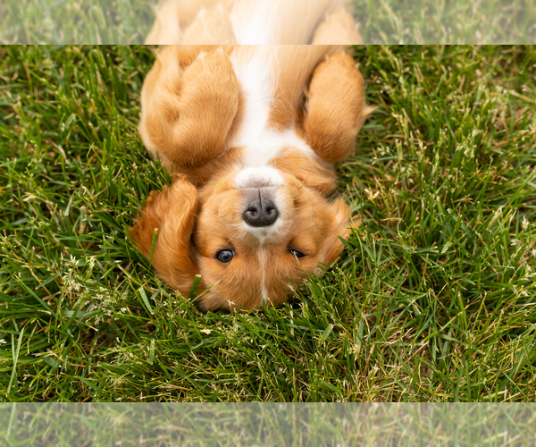 Medium Photo #22 Golden Cavadoodle Puppy For Sale in MILLERSBURG, IN, USA