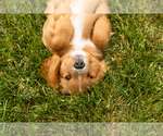 Small Photo #22 Golden Cavadoodle Puppy For Sale in MILLERSBURG, IN, USA