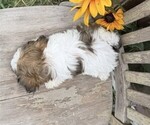 Small #3 Shih Tzu