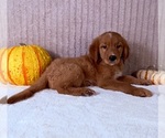 Cinnabar - Male Golden Retriever Puppy for Sale - Photo #5