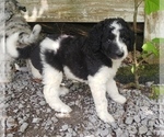 Small Photo #7 Aussiedoodle Puppy For Sale in DOWELLTOWN, TN, USA