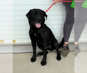 Labrador Retriever-Unknown Mix Dogs for adoption in Louisville, KY, USA