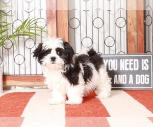 Mal-Shi-Shih Tzu Mix Puppy for sale in NAPLES, FL, USA