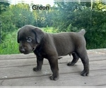 Small #5 Labrador Retriever