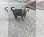 Small #3 German Shepherd Dog Mix
