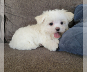 View Ad: Maltese Puppy for Sale near California, LOS ANGELES, USA. ADN ...